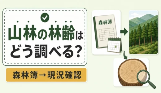 山林の林齢はどう調べる？森林簿の見方と売却価格・伐期への影響